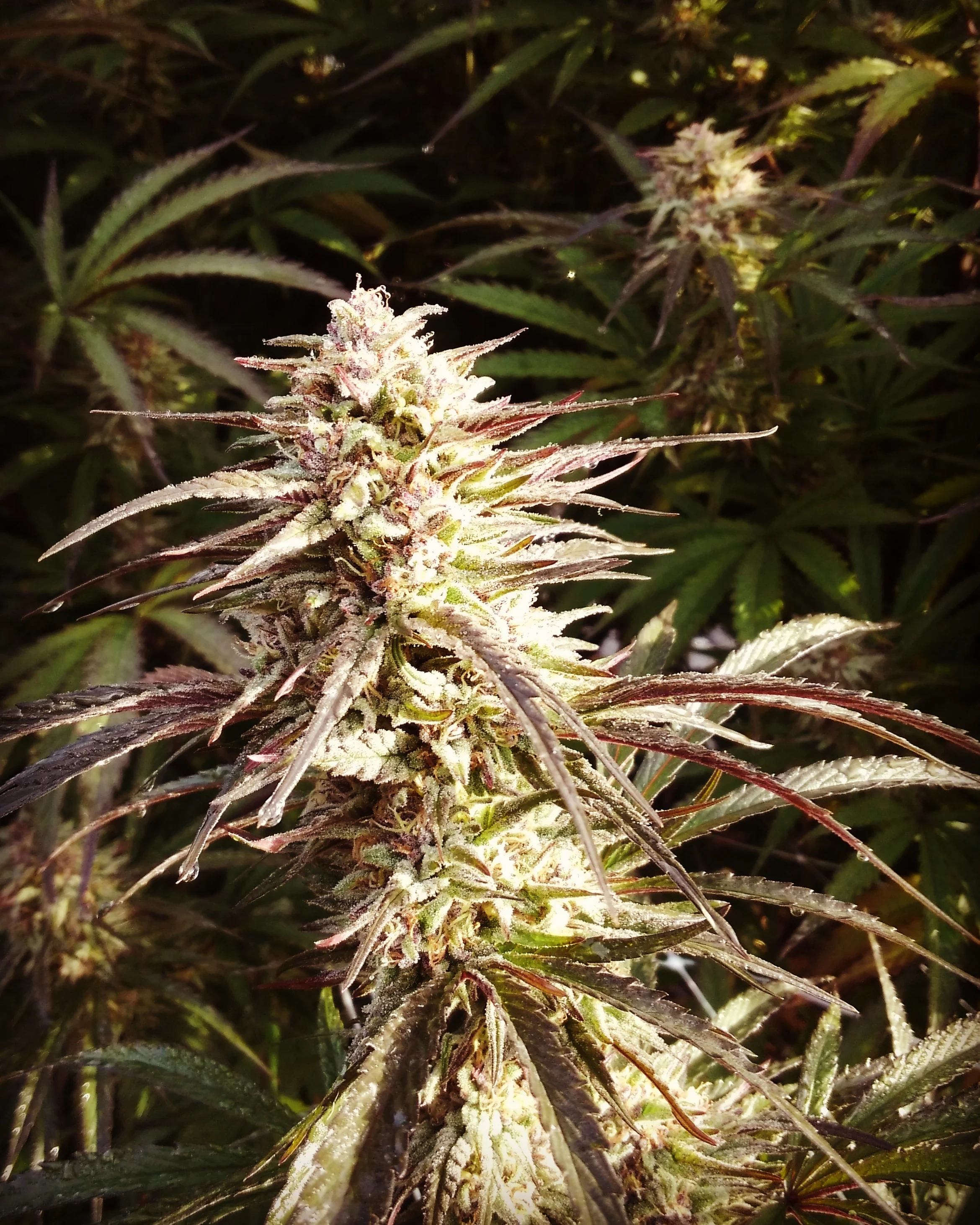 Sol Flower — Rising Leaf Farms