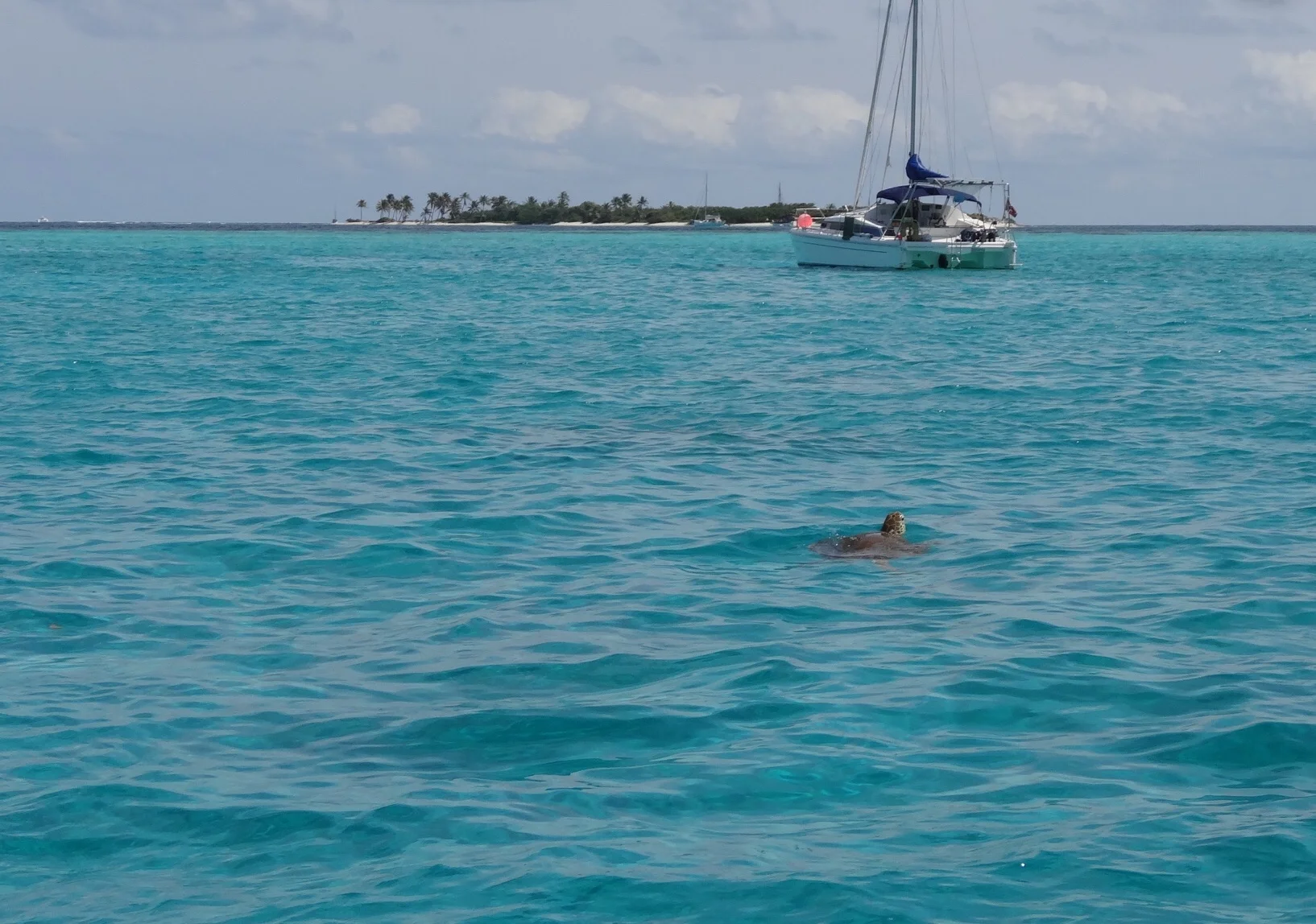 A sea turtle!