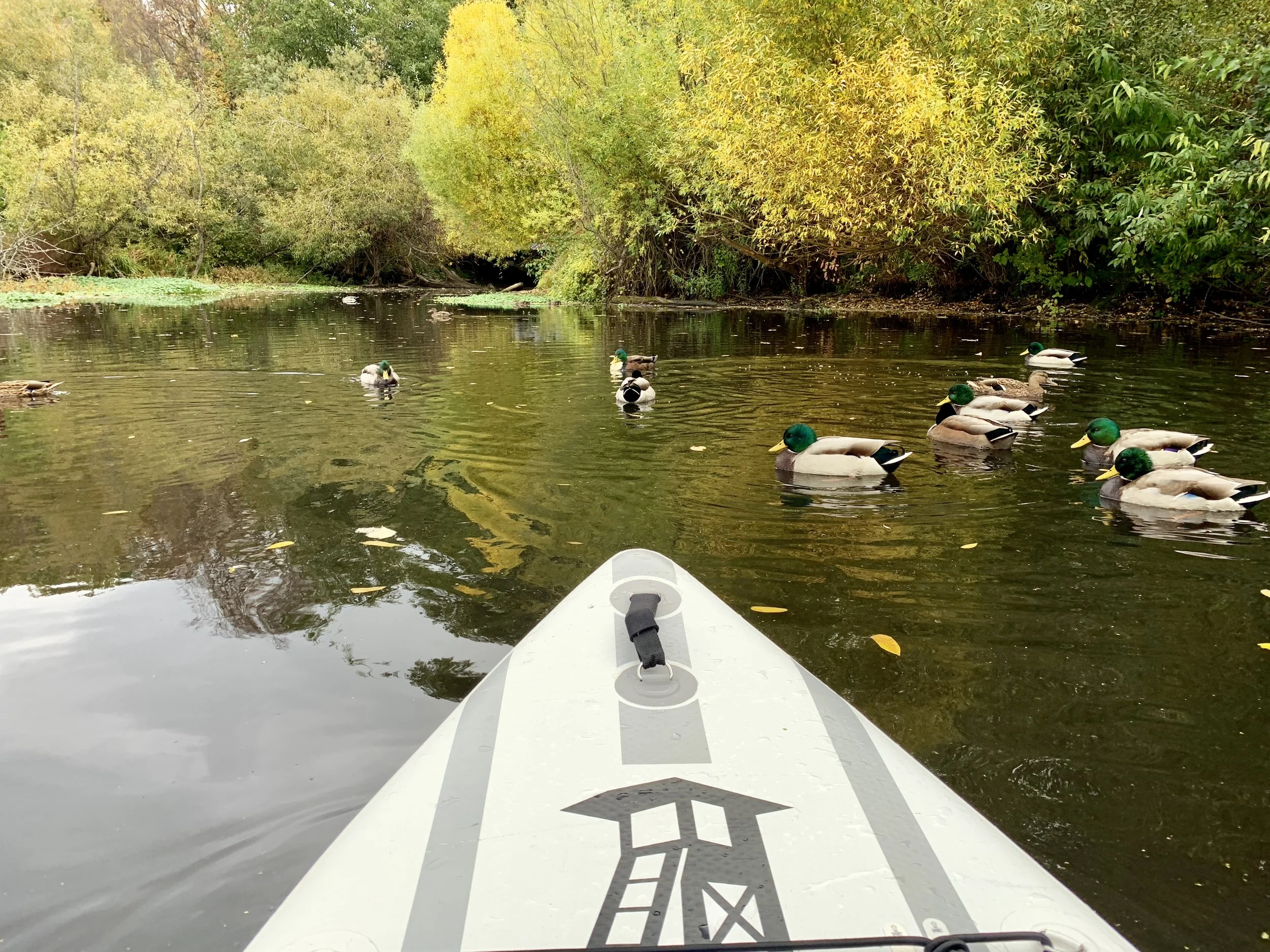 Paddling with the ducks in Duck Bay