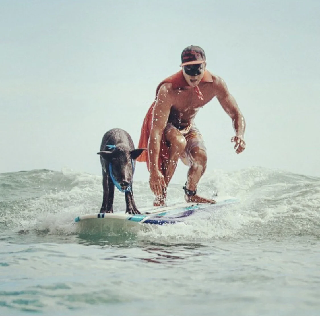 18 Influencer Pets on Paddle Boards