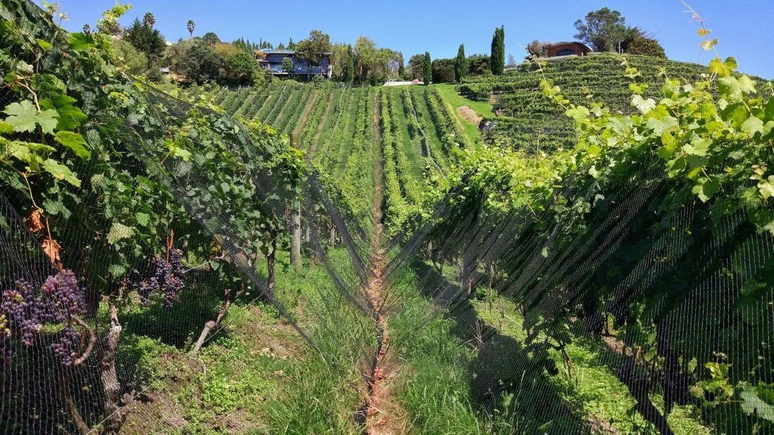 The Best Waiheke Island Day Trip