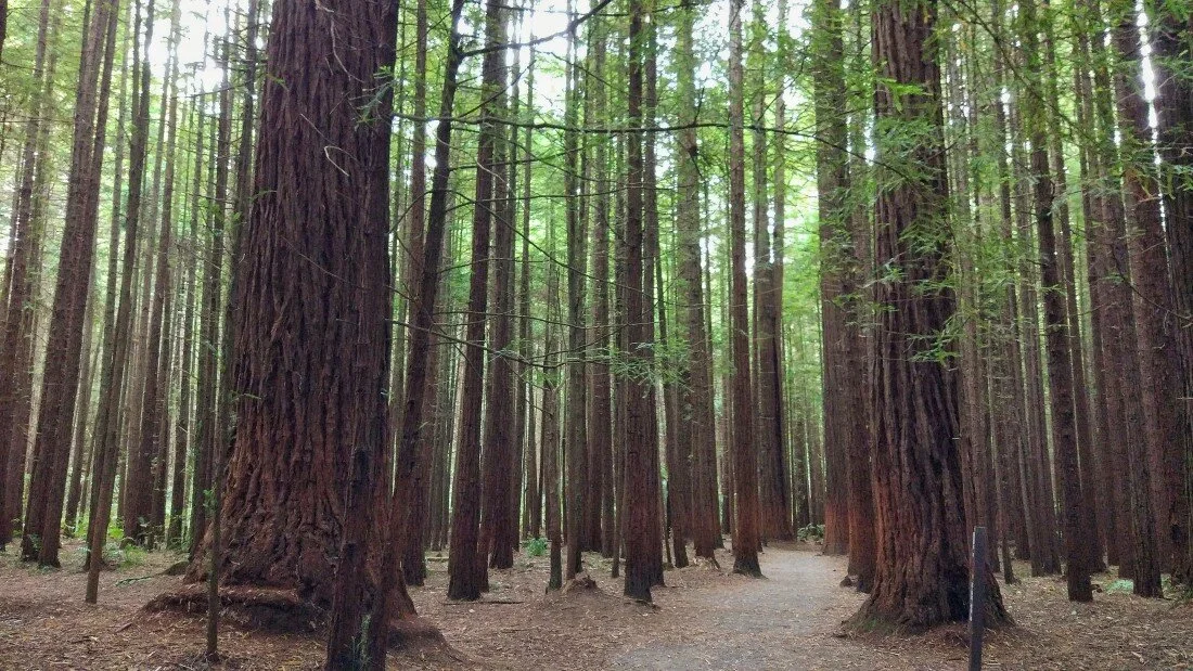 a path in the redwoods rototura