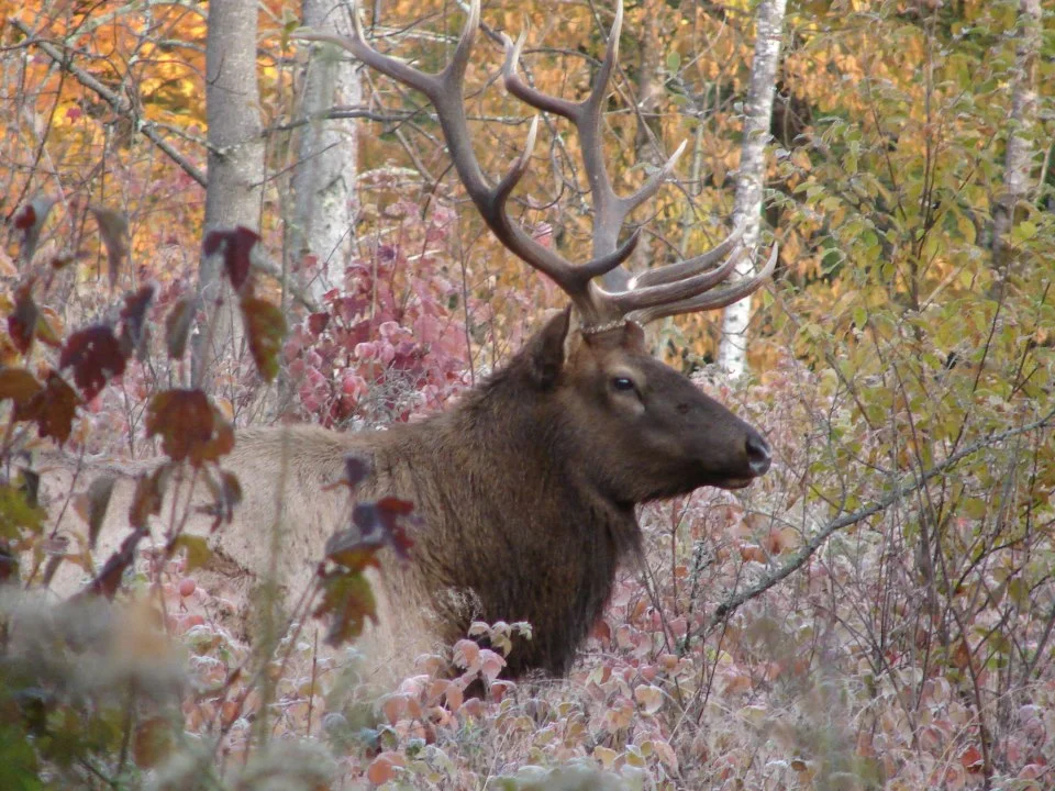 Elk.jpg