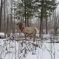 Elk.jpg