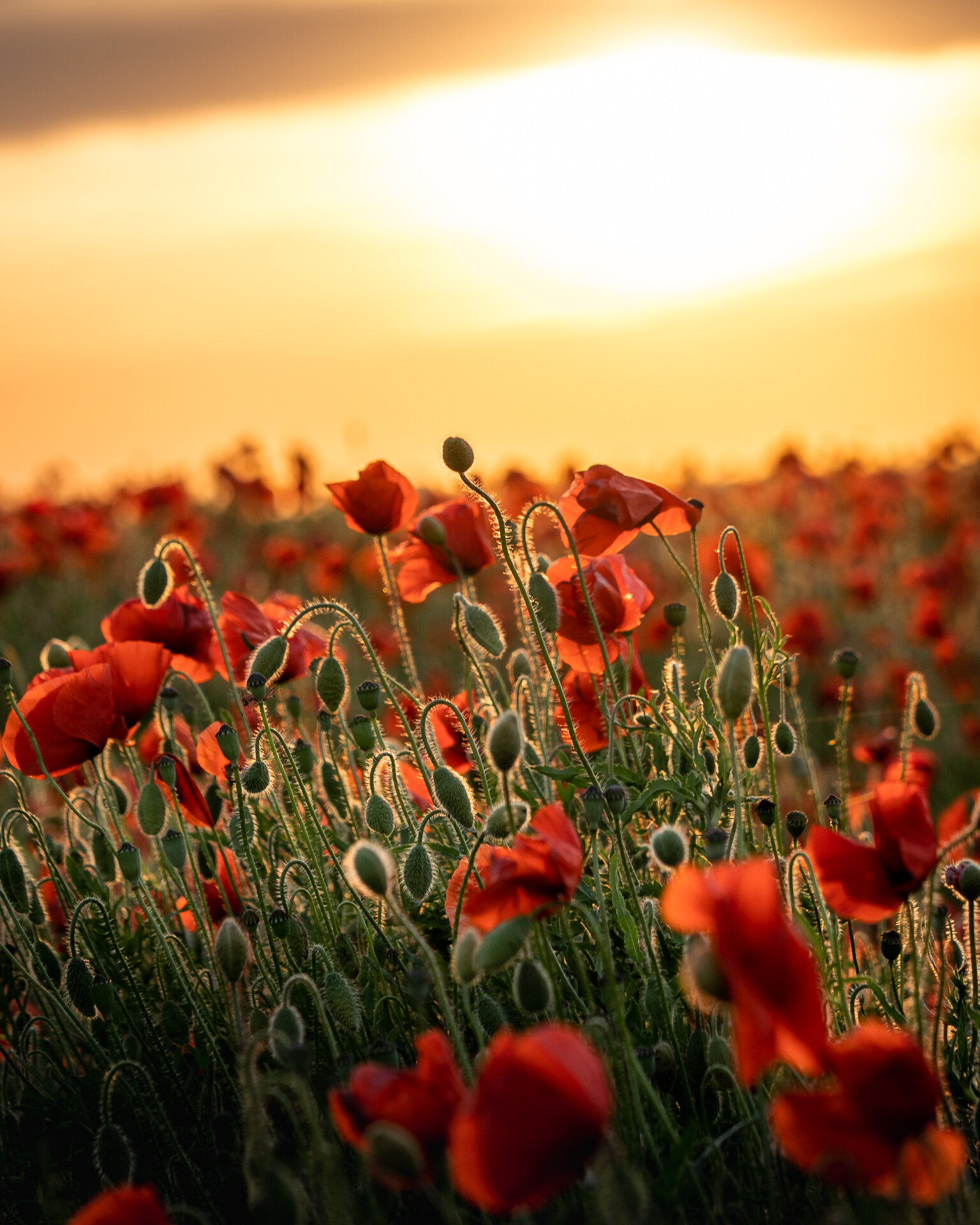 Landschapsfoto - Poppies