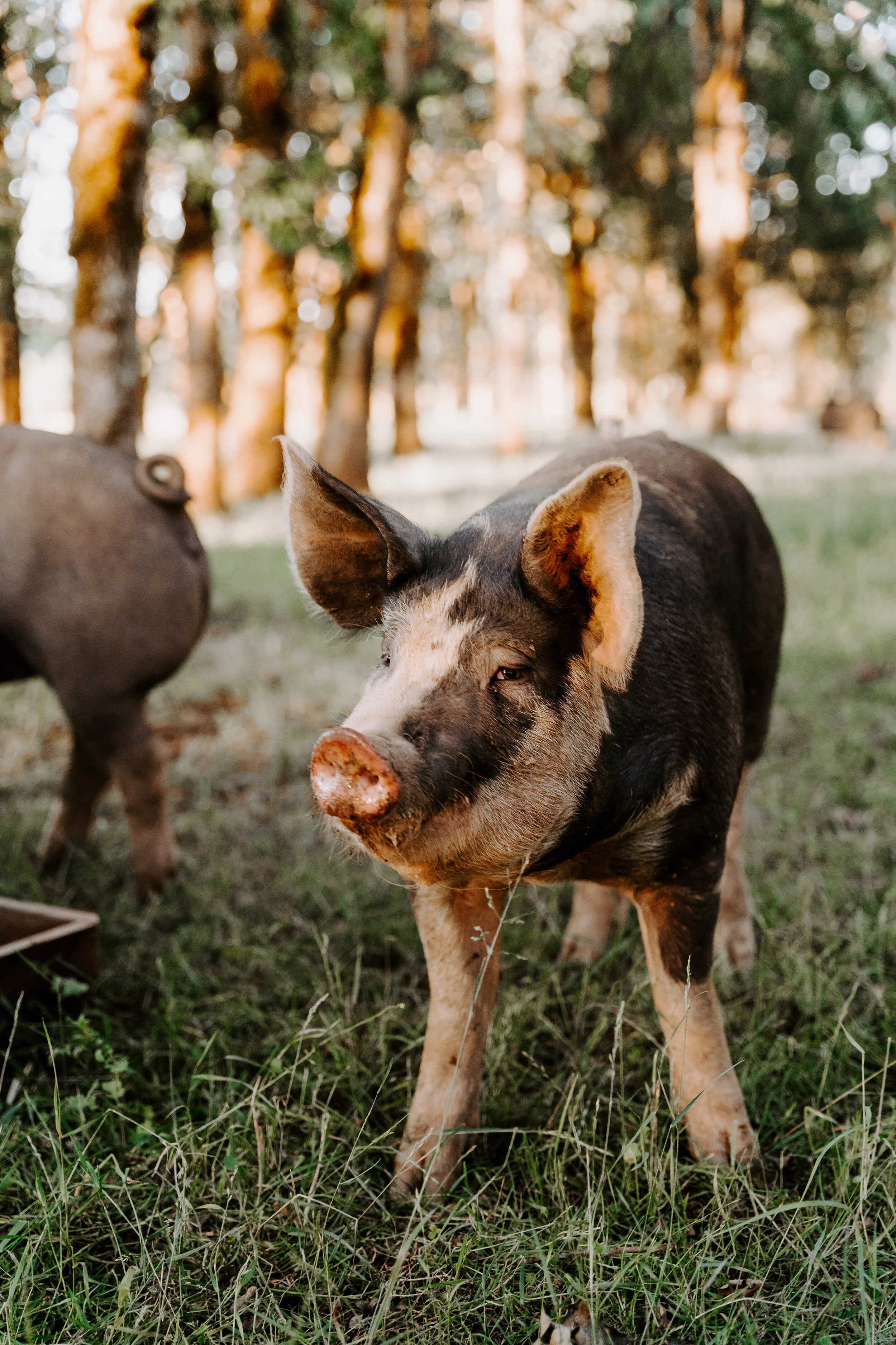 Why Mental Health of our Hogs Matter