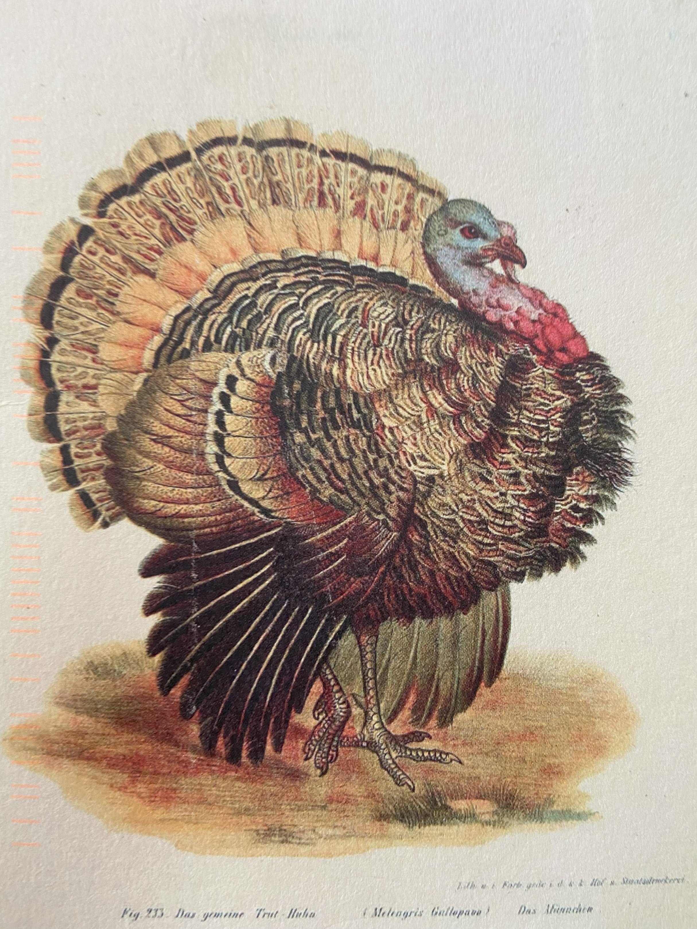 Life Cycle Of A Turkey