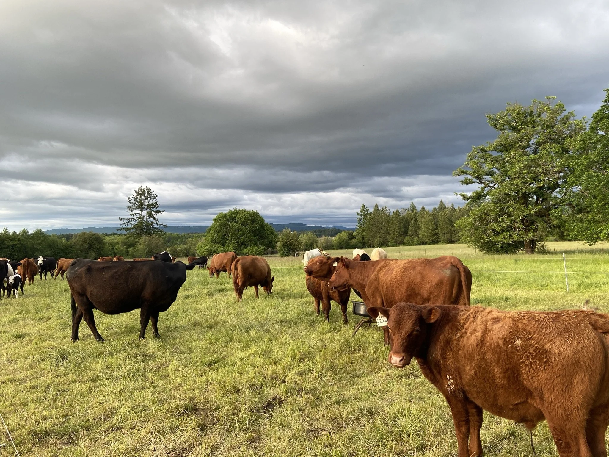 Yoga On The Farm