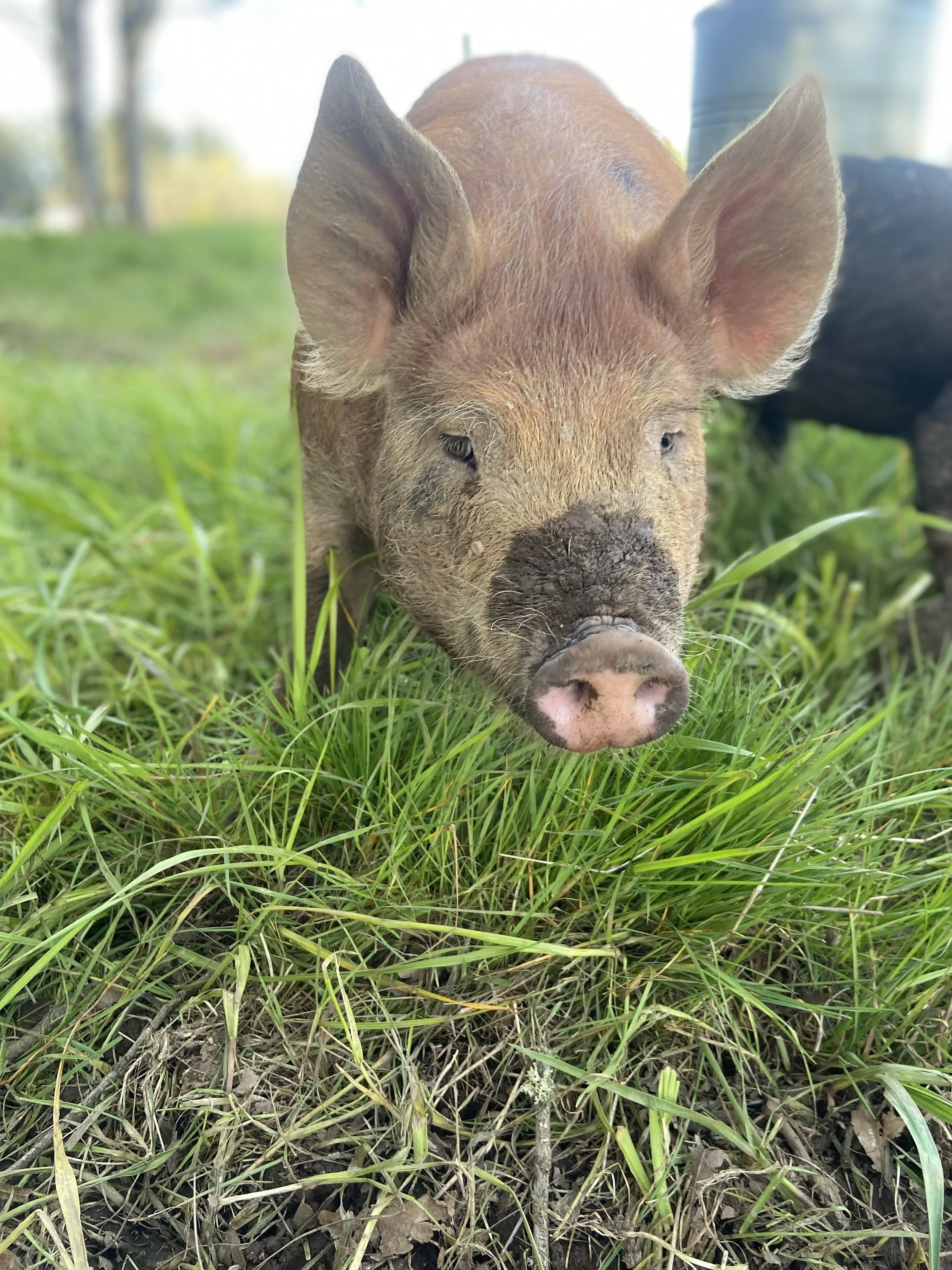 Pigs Crave More Than Mud