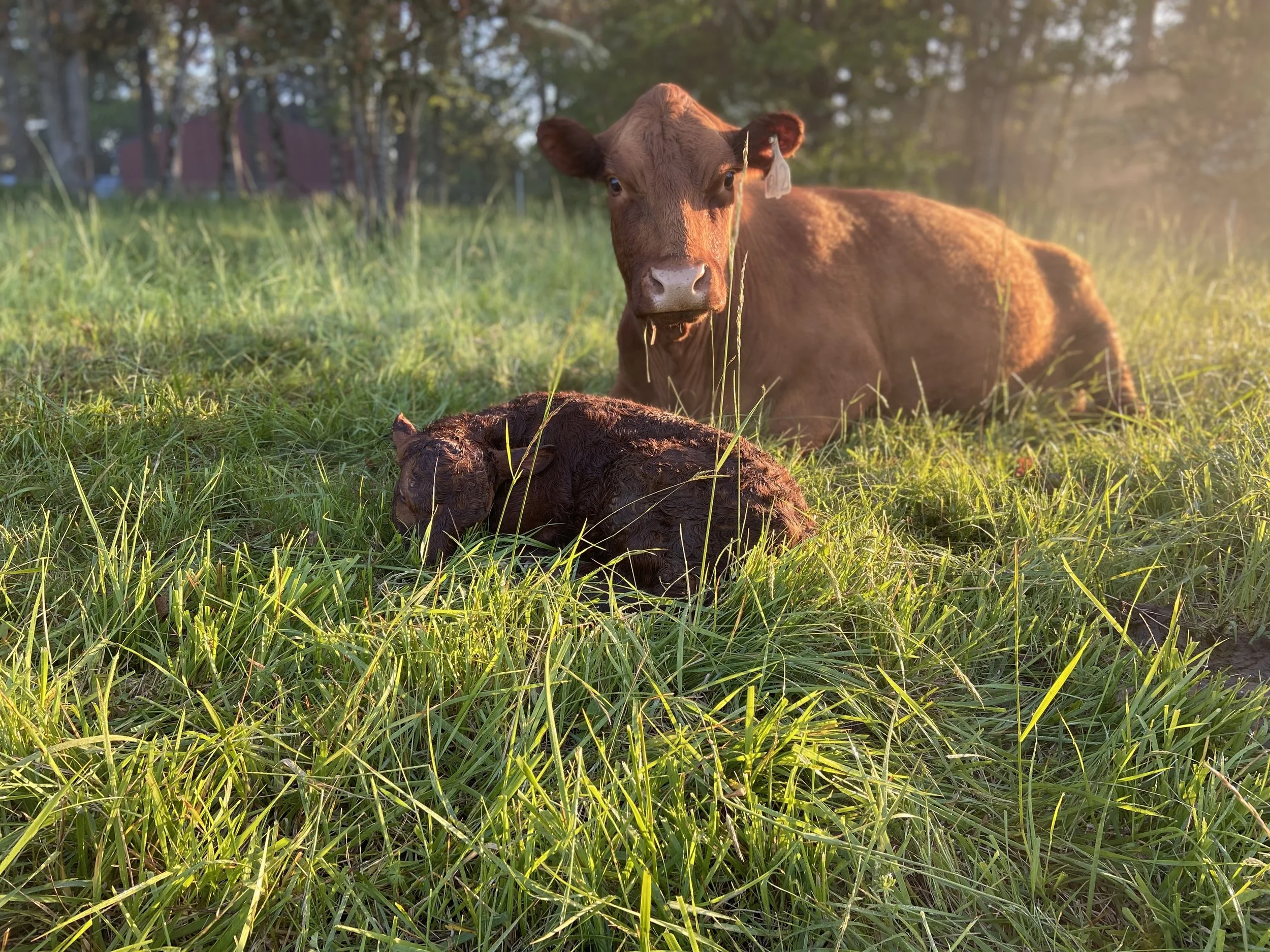 Spring Calving At The Farm — Nourished With Nature