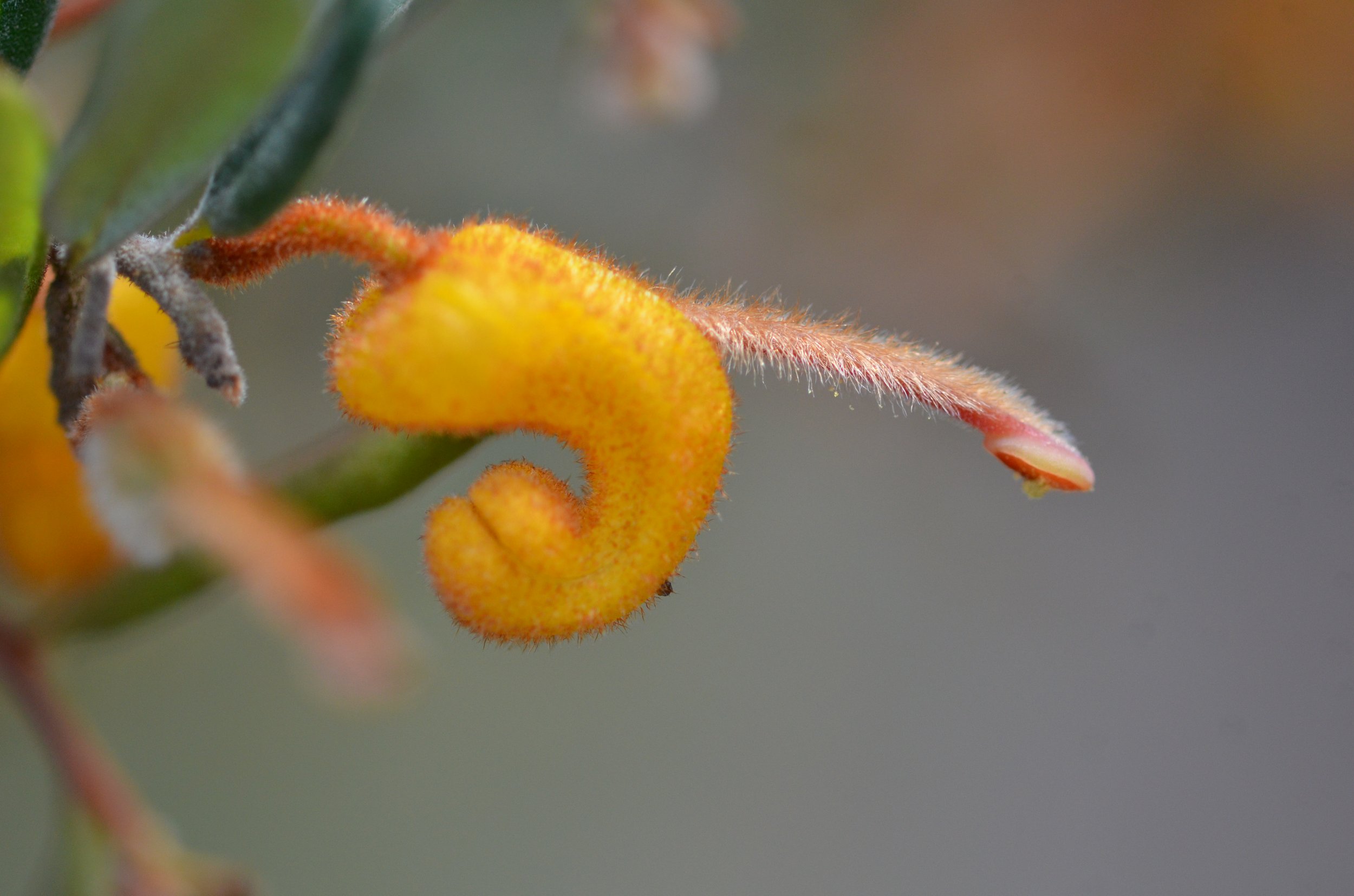 Grevillia chrysophaea (1)- Golden grevillia- Brisbane Ranges NP.JPG
