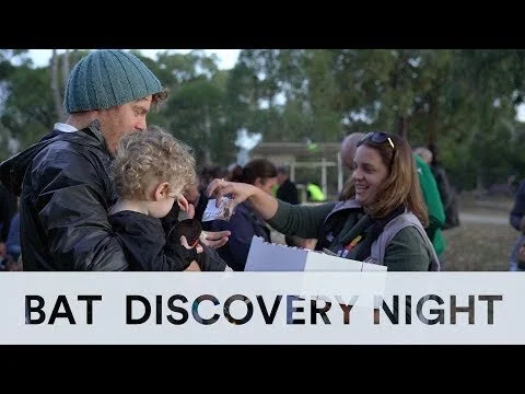 Bat Discovery Night