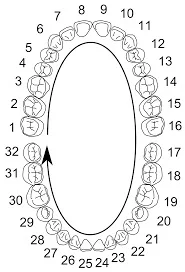 Tooth Numbering System