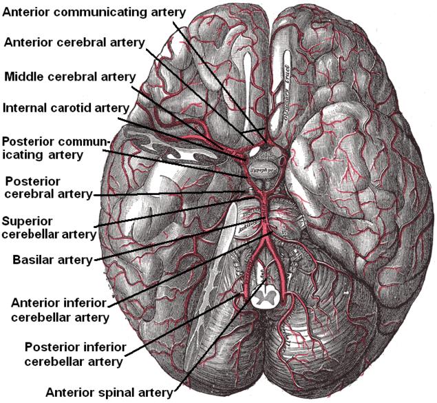 posterior arteries .jpg