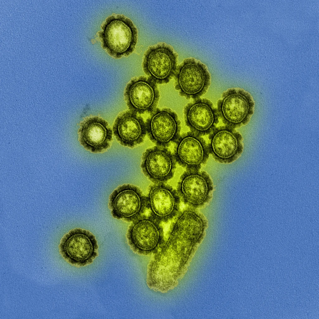 Influenza Virus