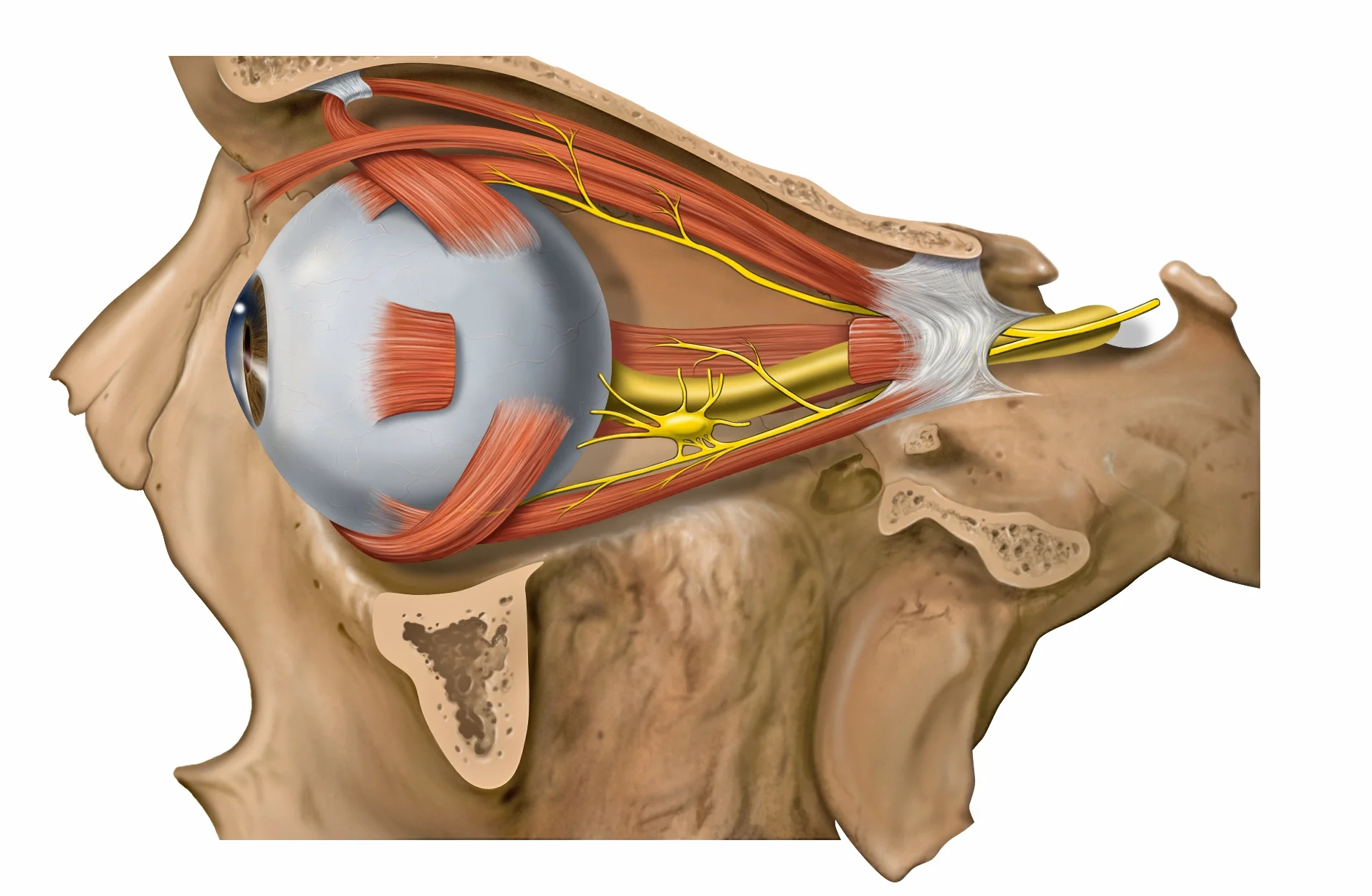 eye.jpg
