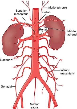 aorta.jpg