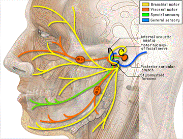 Cranial Nerve VII