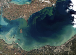 Cyanobacterial Harmful Algal Blooms: An Underappreciated Toxic Phenomenon