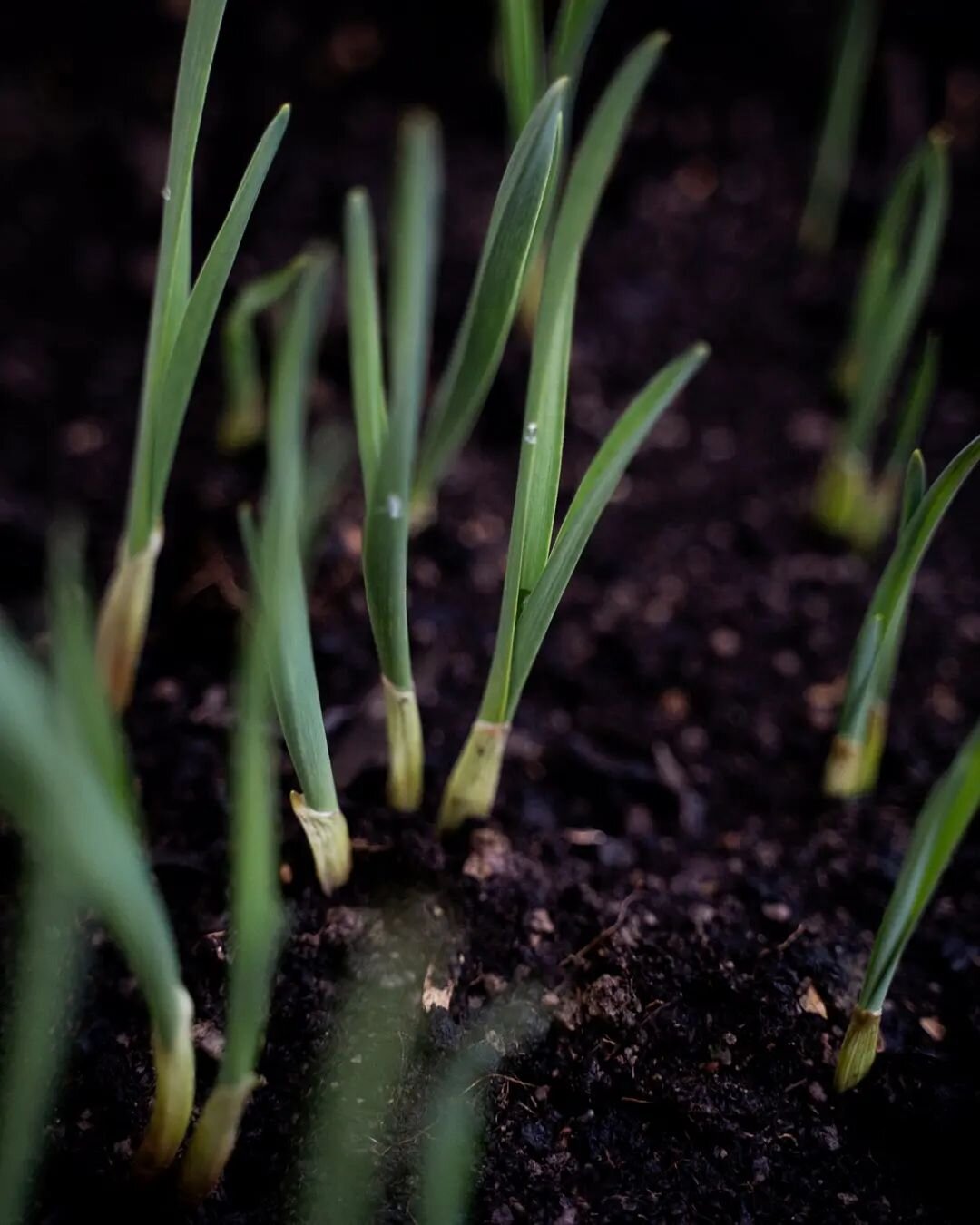 Odlar vitl&ouml;ksblast i v&auml;xthuset, tidig sk&ouml;rd med efterl&auml;ngtad smakexplosion 🌱 #odla #vitl&ouml;k #odlargl&auml;dje