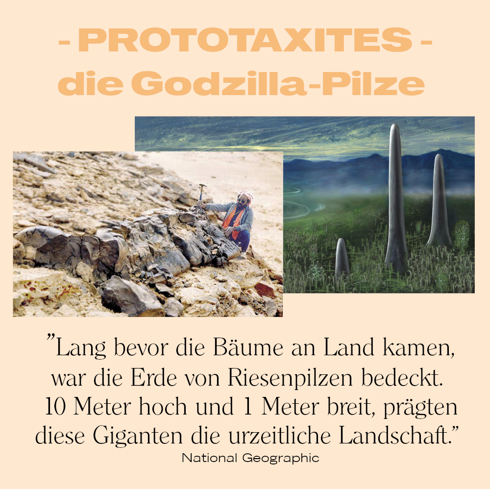Es ist wahr, dass tibetische Pilze verwendet werden, um Gewicht zu verlieren