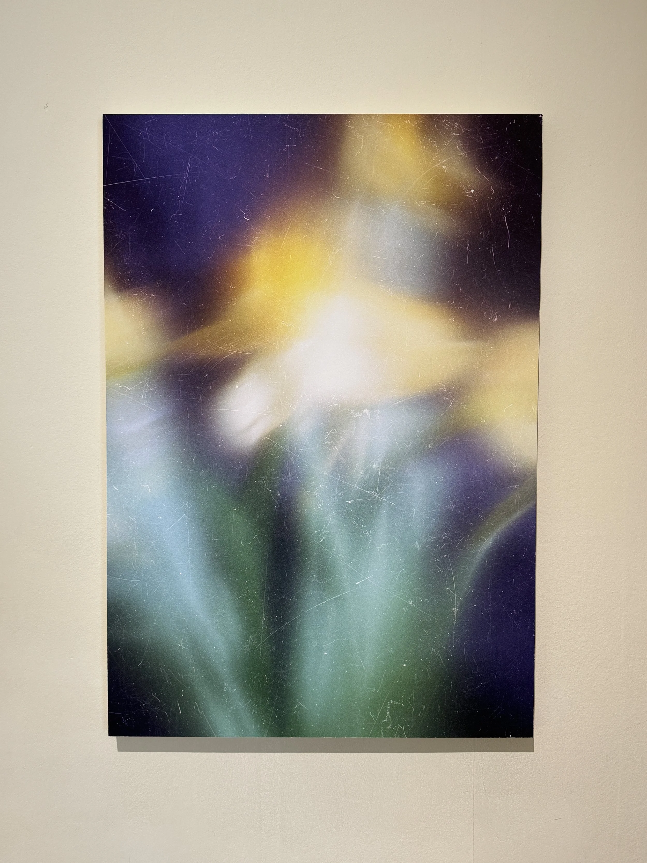 The Dancing Daffodils