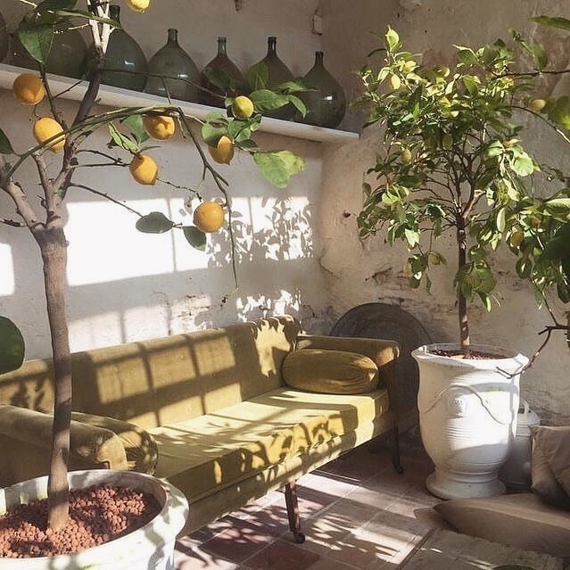Citrus interiors 🍋 #goosethelabel