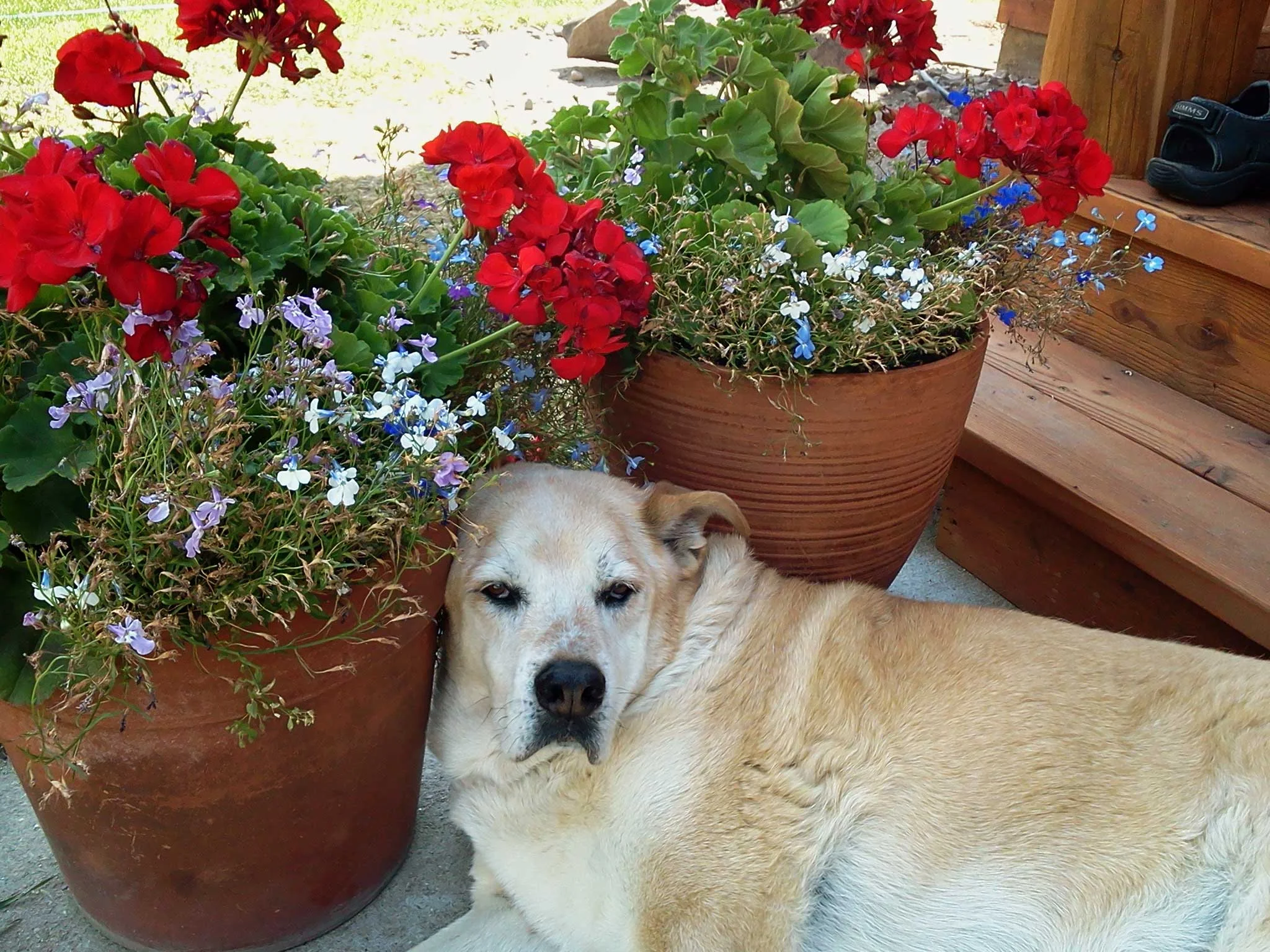 Bruno’s last day. September 6, 2013