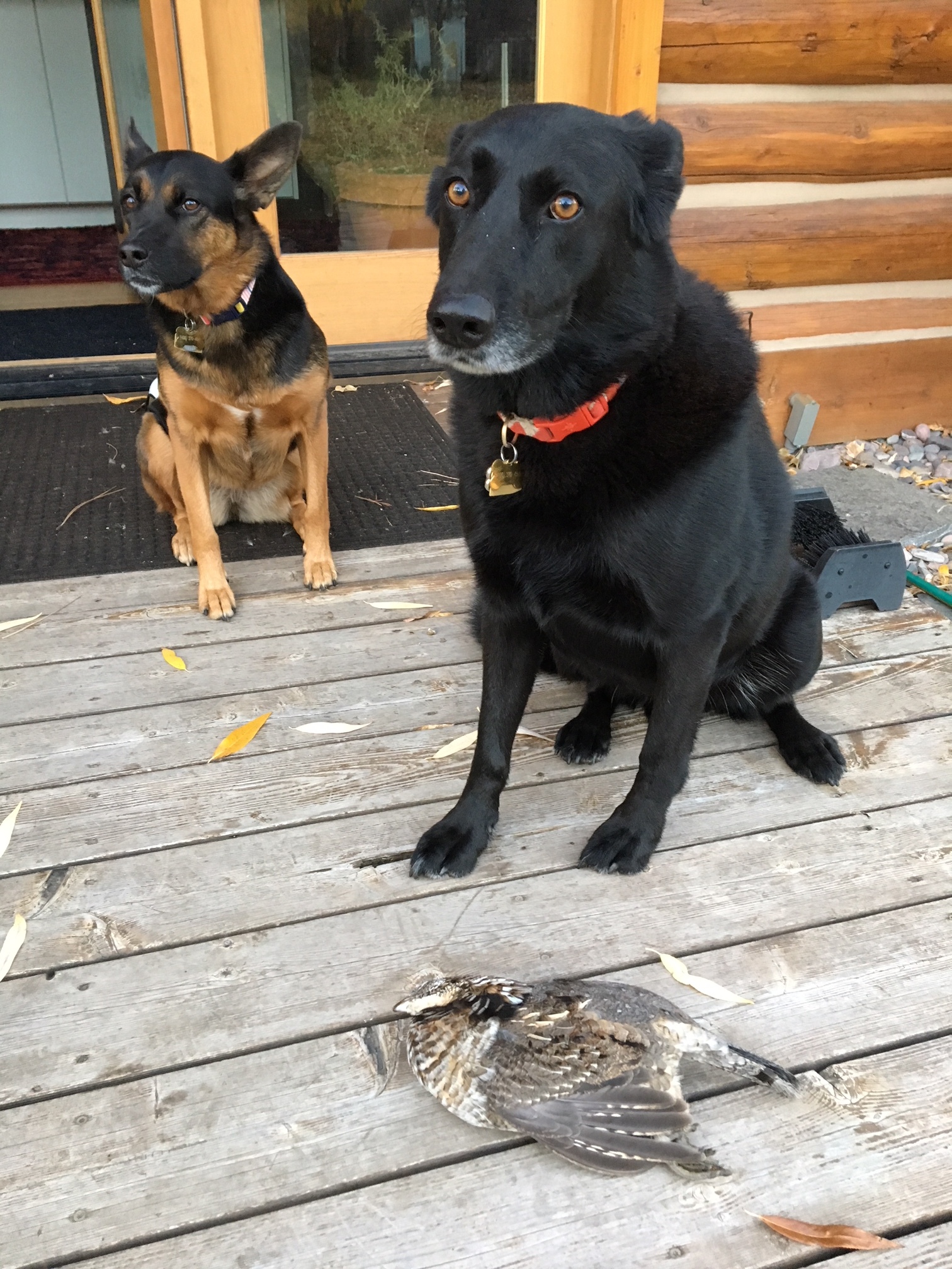 Our dogs Gus and Pika looking hilariously unsure of what they’d done: they saw a grouse feeding in the yard with our chickens last week, and ran out and killed it. We brined it and had our second-dog-killed grouse dinner. Delicious!