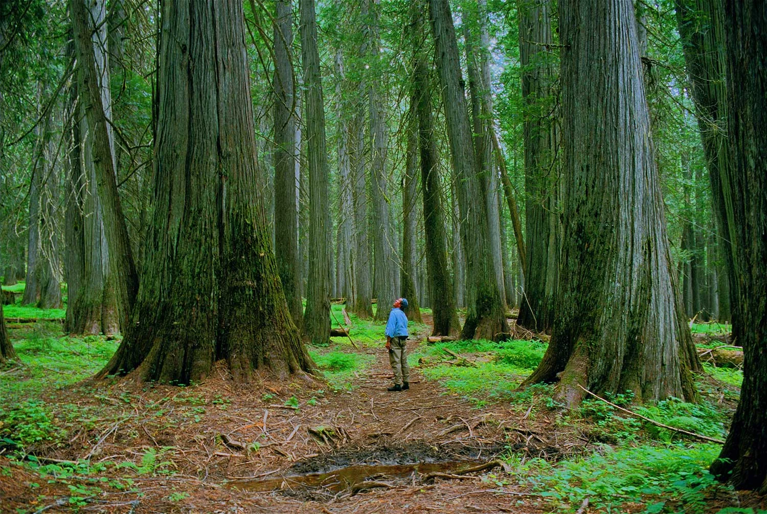 djd-in-cedar-grove.jpg