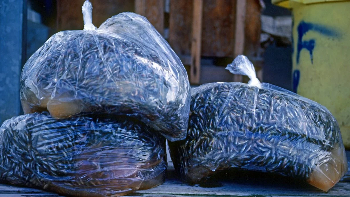 Our techno-industrial approach to producing salmon has left them more vulnerable than ever to changing conditions in their environment. Here, an entire batch of hatchery juveniles wiped out by a virus. Steve Pettit photo. 