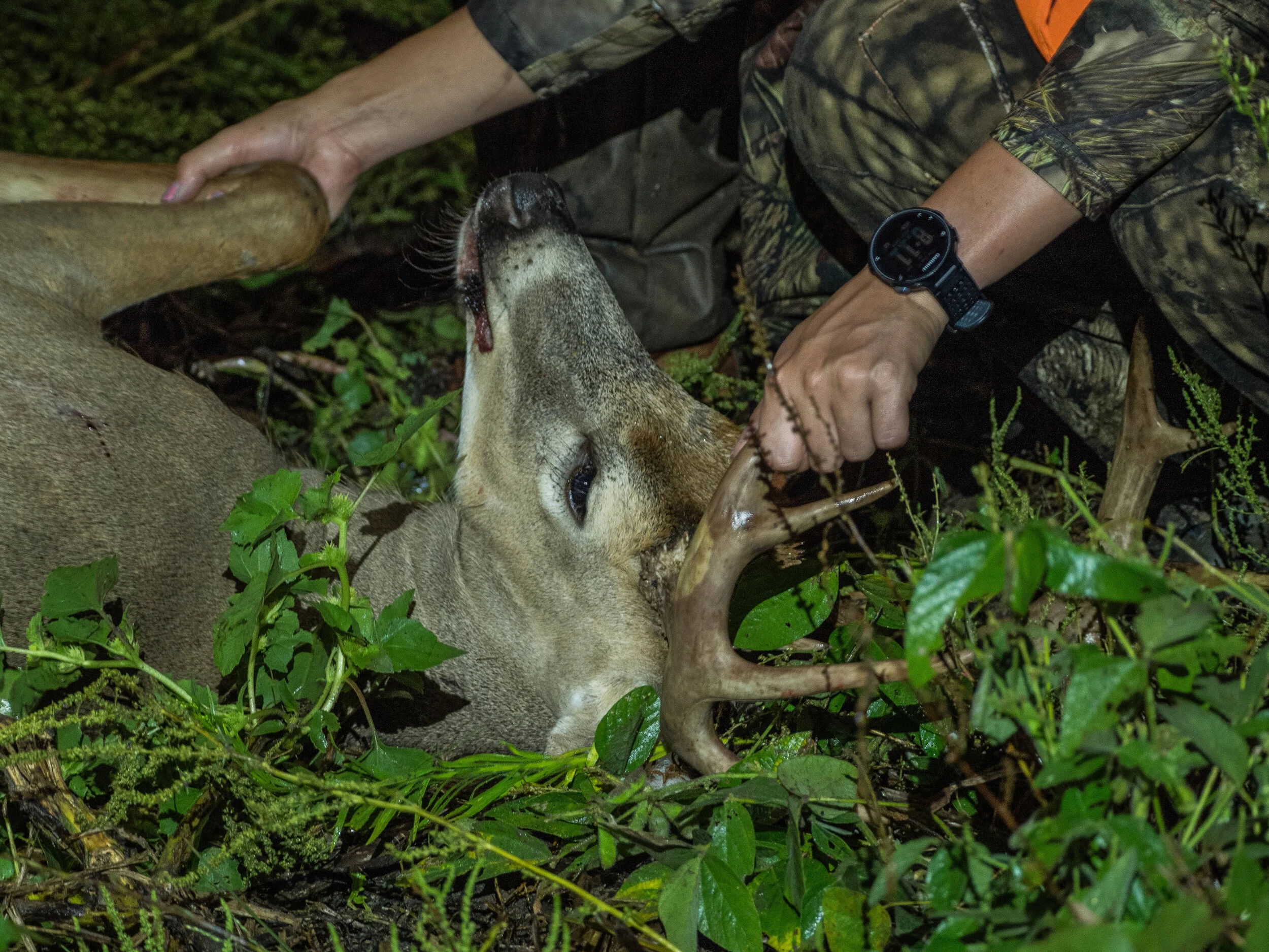 Hahn Wildlife Area Deer Hunt (B24)