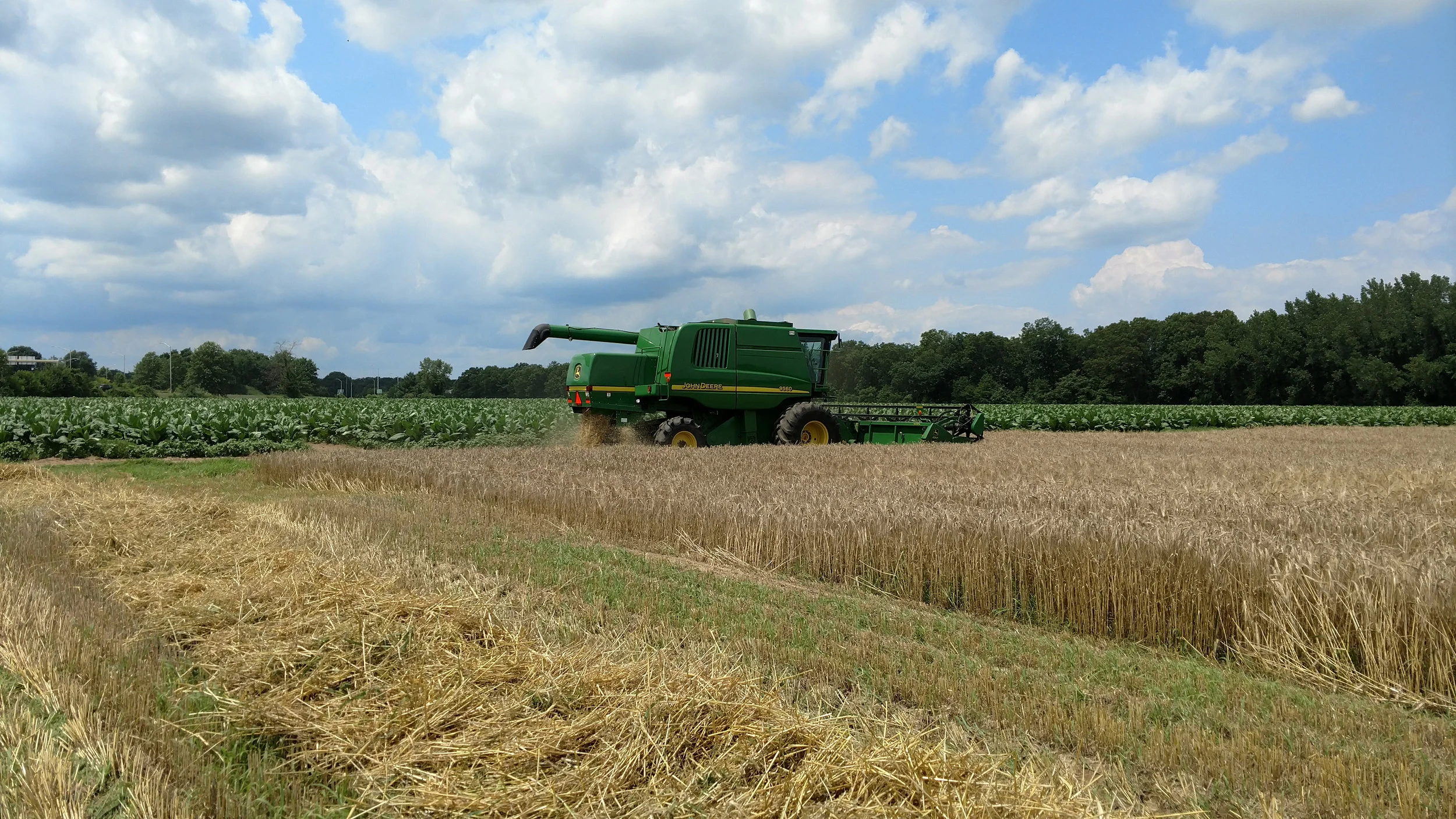 Thrall Family Malt barley field in fall.