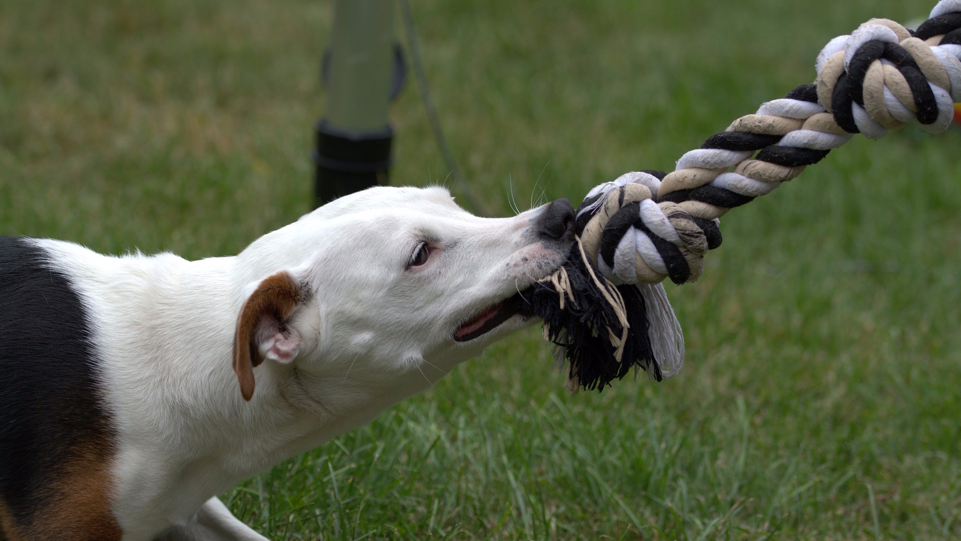 dogbites.jpg
