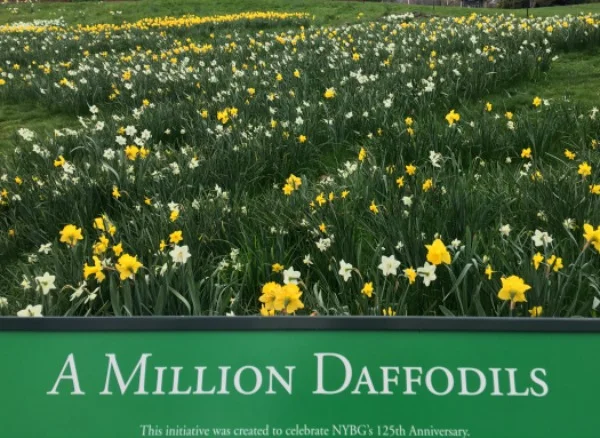 nybg daffodils.jpg