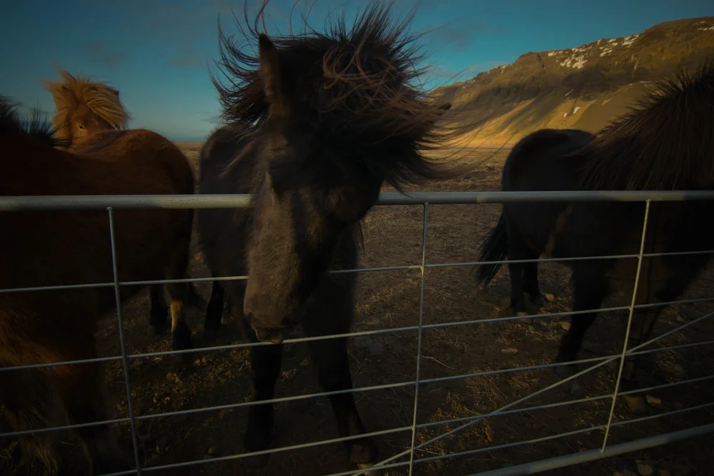 Horse.jpg