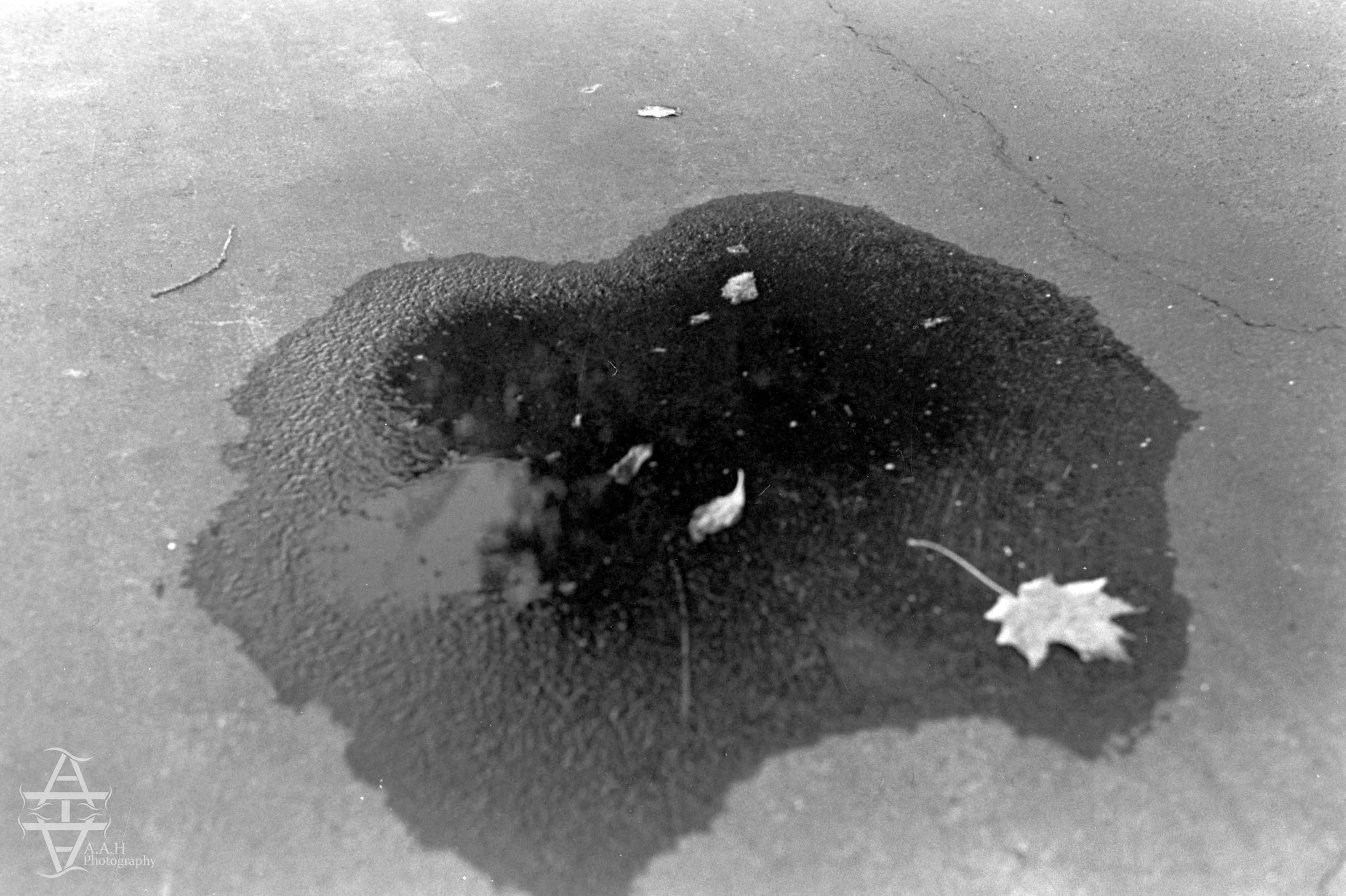 Leaf Puddle.jpg