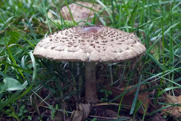 Similar: Parasol & Shaggy Parasol