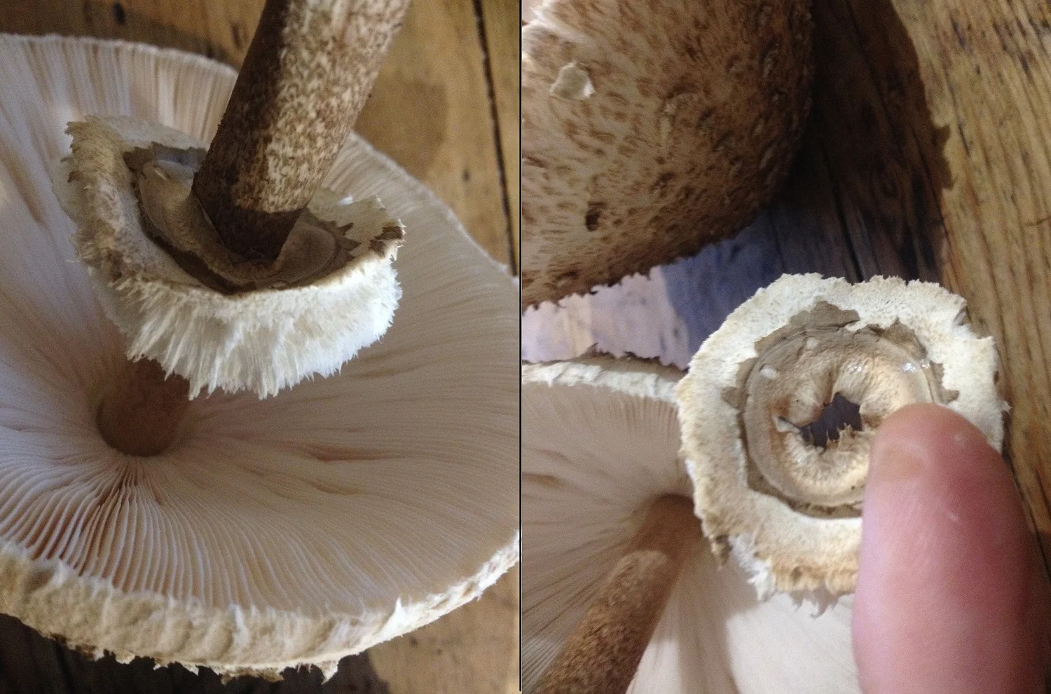 The removable ring of a Parasol