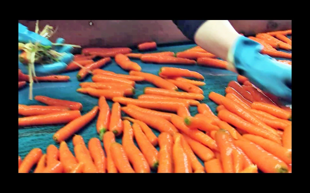 Factory-Carrots-Banner.jpg
