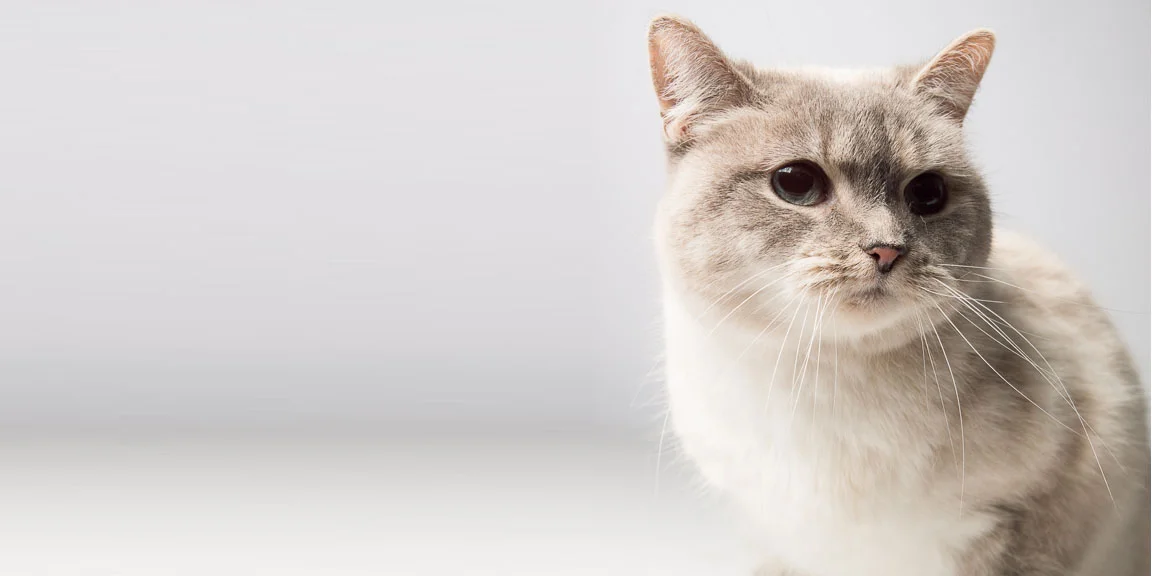1Love4Animals-CatBanner.jpg