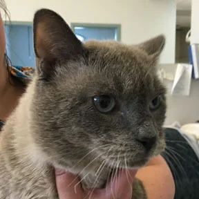 "Oliver" is a 1-2 year old Siamese Mix (his mother is a purebred Siamese). Fully vetted, tested, vaccinated, and neutered, with the healthiest of appetites. He loves his food and will ask for seconds. "Oliver, Oliver, never before has a cat wanted more!"