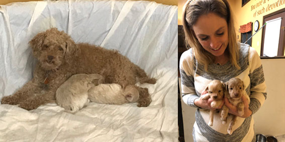 1Love4-PuppyNewYear-2.jpg