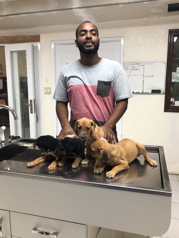 1Love4-AnguillaPups.jpeg