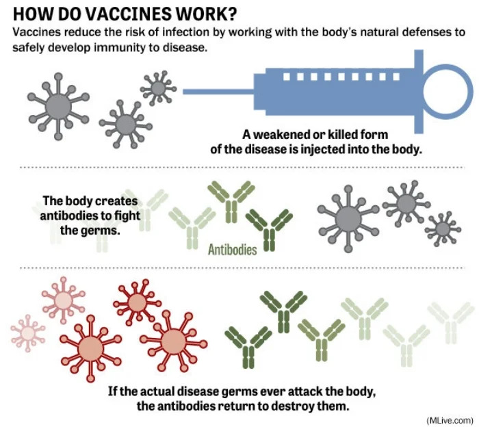 how-vaccines-workjpg-1e47f187de608df2.jpg