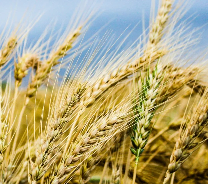 wheat.jpg