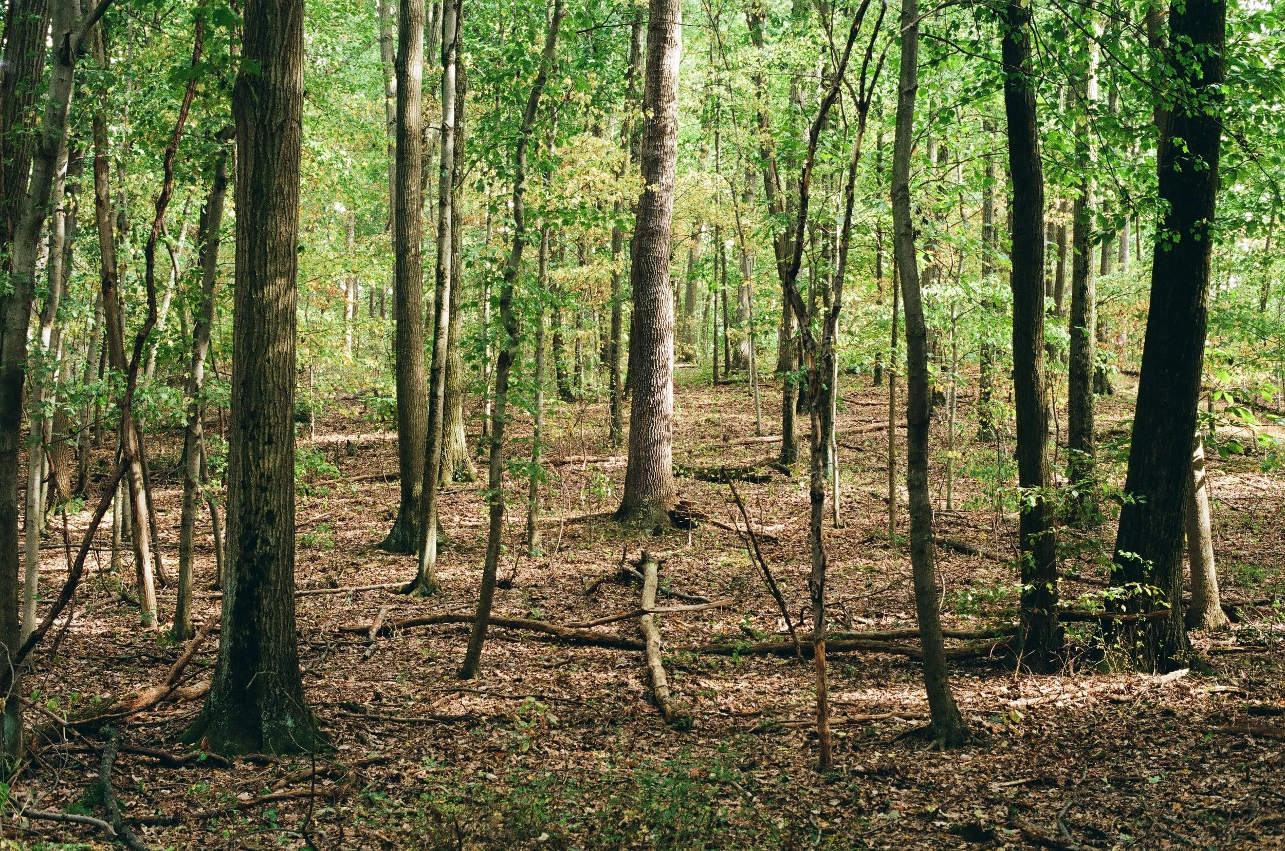 Like Trees Planted by the Water 