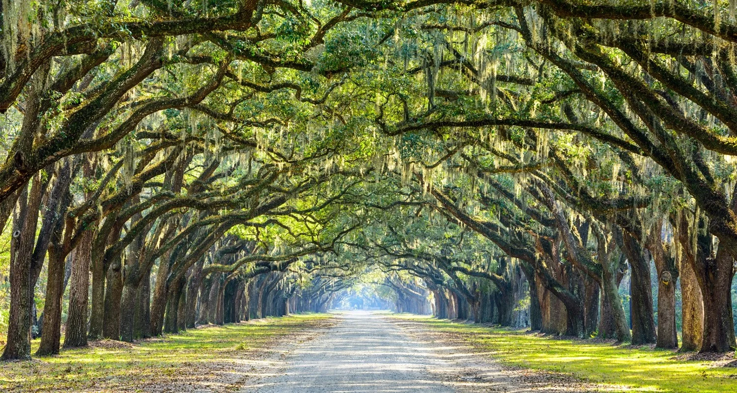 wormsloe-historic-site-2.jpg