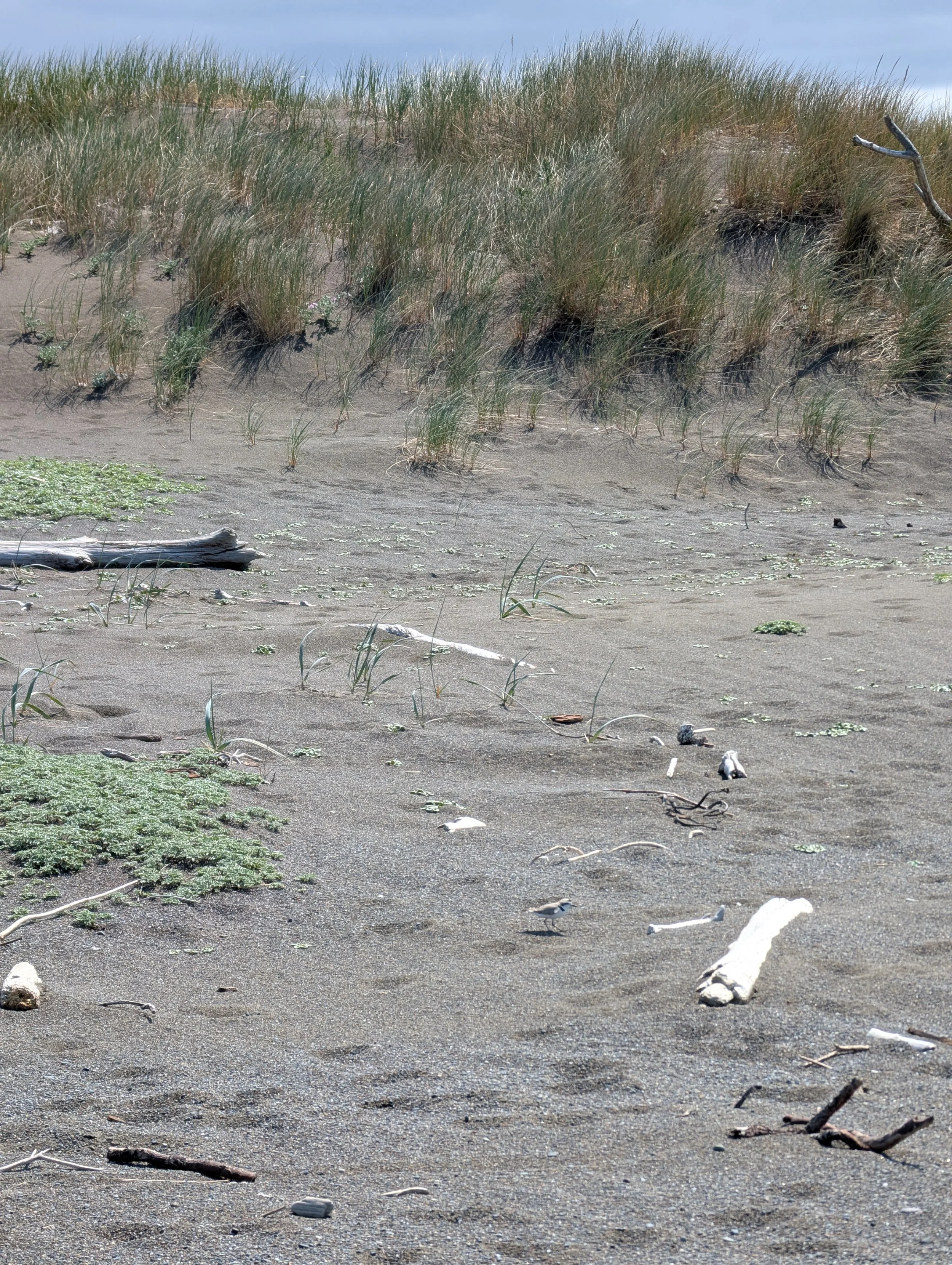 Spot the snowy plover!.jpg