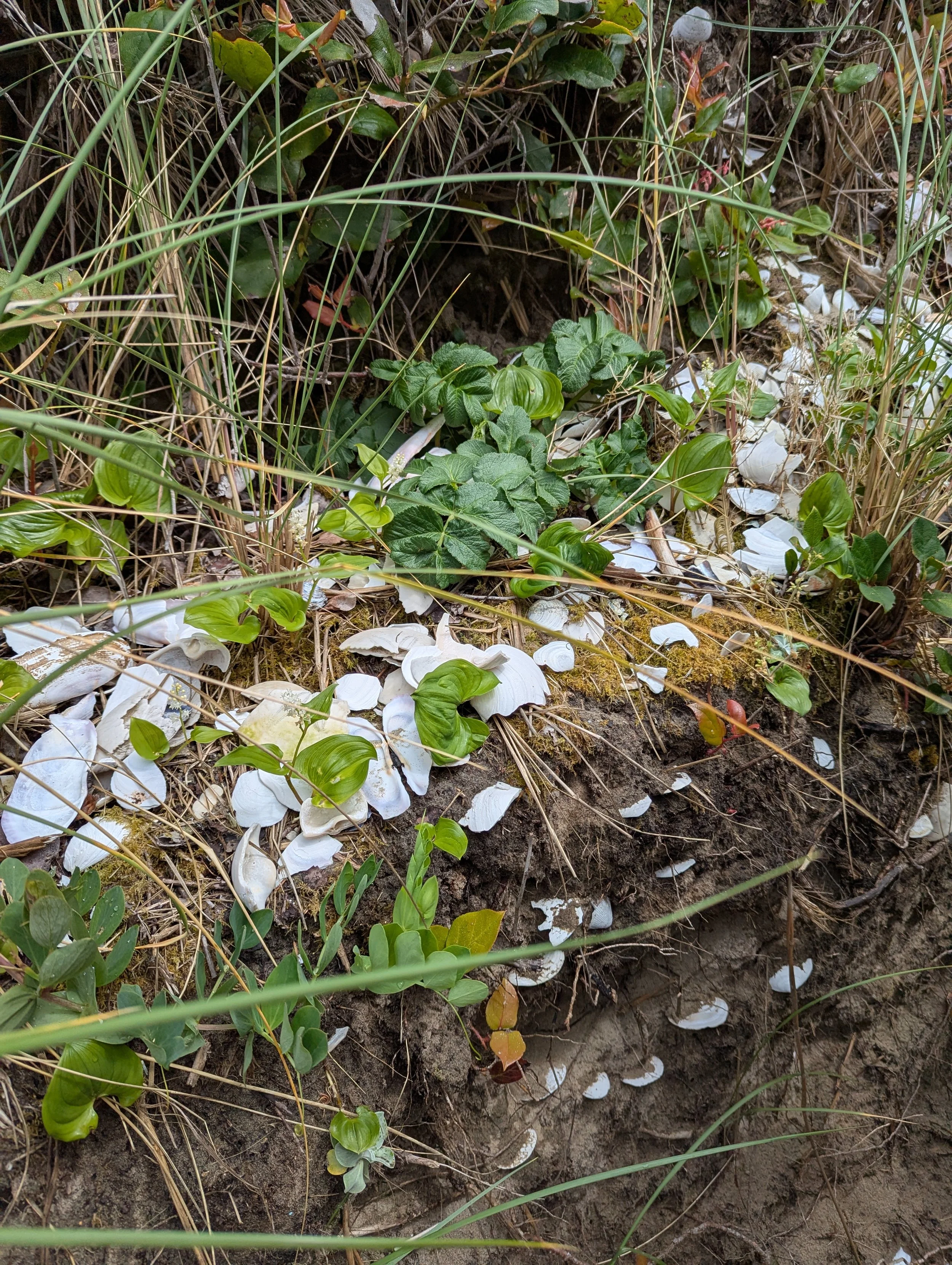Shells, Shells, Shells.jpg